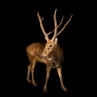 Pere David's deer - extinct in the wild