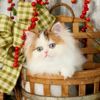 Fluffy friend