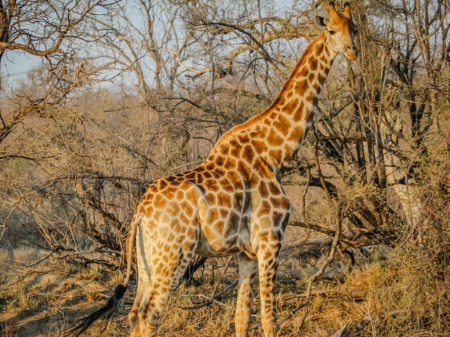 GIRAFFE - image, wild, animal, giraffe