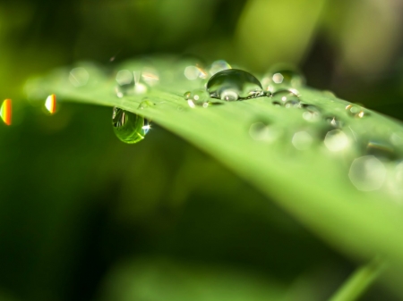 WATER ON GRASS - nature, water, image, grass