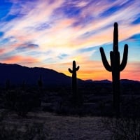 Desert Cactus Shadows at Dawn