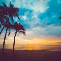 Palm Trees on Beach at Sunset