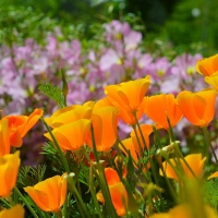 Beautiful Orange Flowers