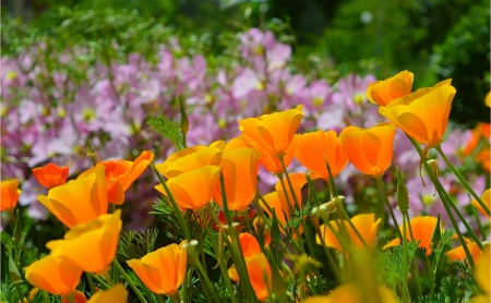 Beautiful Orange Flowers - Orange, Nature, Flowers, Fields