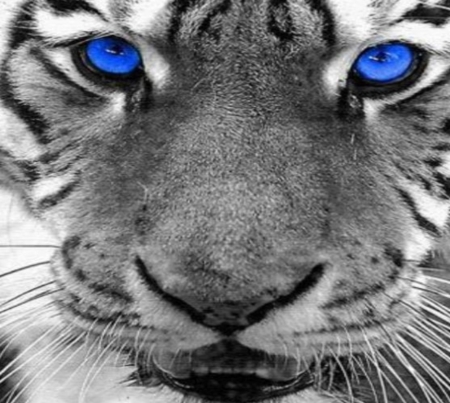 White Tiger With Blue Eyes - Tiger, White, Blue, Eyes