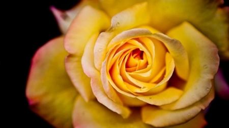 Orange Rose - orange, amazing, rose, flower