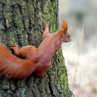 Curious Squirrel In A Mossy Tree