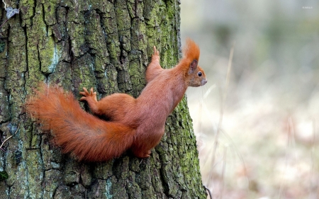 Curious Squirrel In A Mossy Tree - Animals, Mossy, Red Squirrel, Tree, Curious