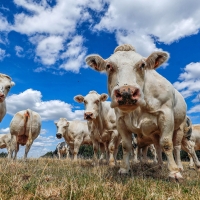 Cows stand in a field near the village of Hargimont, Belgium on August 11, 2018