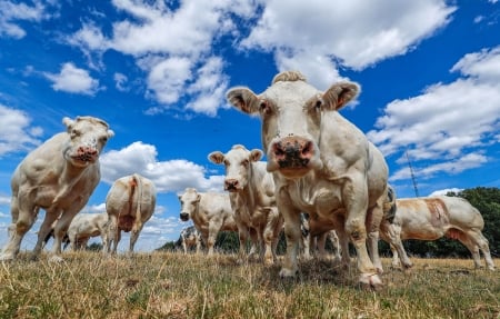 Cows stand in a field near the village of Hargimont, Belgium on August 11, 2018 - sky, cows, clouds, field, stand