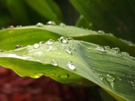 WATER ON LEAF - IMAGE, NATURE, LEAVES, WATER