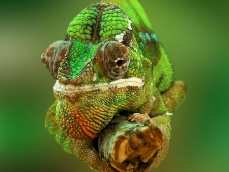 CHAMELEON - ANIMAL, LIZARD, CHAMELEON, IMAGE