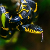 MANGROVE SNAKE