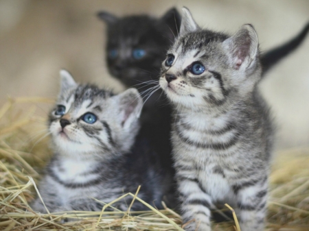 LOVELY KITTENS - image, lovely, animals, kittens