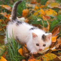 LITTLE KITTEN