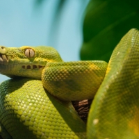 GREEN PYTHON