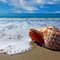 Sea Shell on Beach