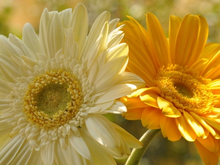 BEAUTIFUL GERBERAS - IMAGE, BEAUTIFUL, GERBERAS, FLOWERS