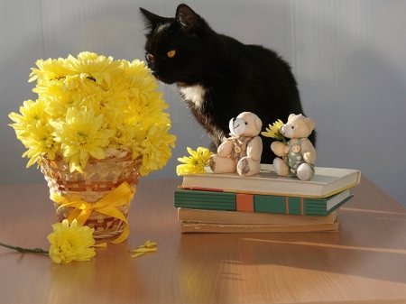 KITTEN AND CHRYSANTHEMUMS - FELINE, KITTY, IMAGE, CAT