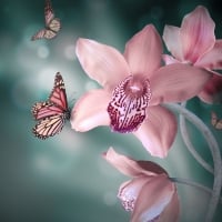 Pink orchids and butterfly