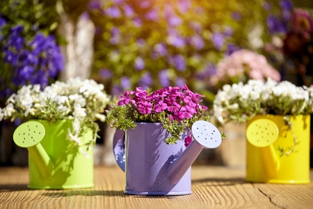 Garden Flowers - cans, colors, summer, blossoms