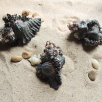 Black Sea Shells And Sand