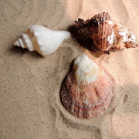 Summer Sea Shells