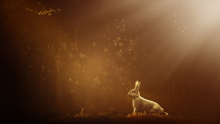 Bunny - rabbit, fantasy, brown, bunny, luminos