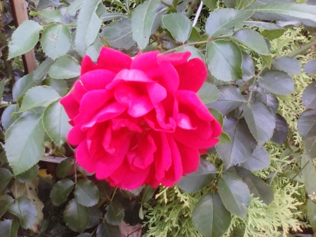 Red rose - flowers, garden, red, nature