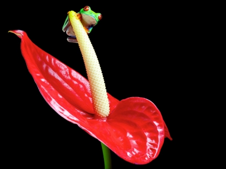 SITTING PRETTY - frog, image, flower, nature