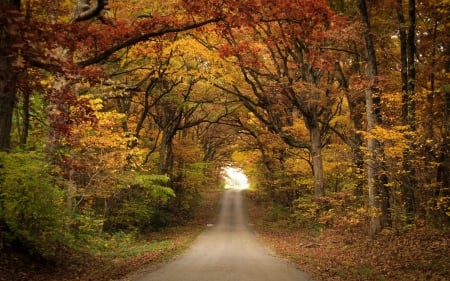 Autumn park - nature, pathway, park, trees