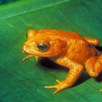 Recent Extinct Golden Frog 1989