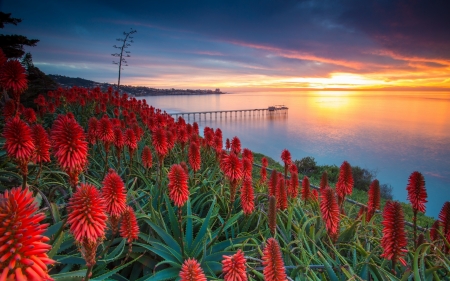 Amazing sunset - nature, sunset, sea, flower