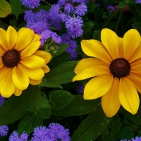 Yellow and purple,