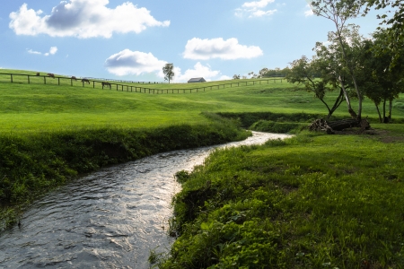 Beautiful Creek with Horses - horses, water, fence, creek, trees, country, grass