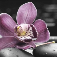 Orchid and stones