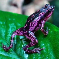 Clown Frog Costa Rican