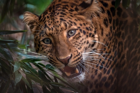 Leopard - leopard, face, animal, brown