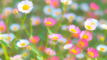 Flowers - white, vara, pink, green, summer, flower