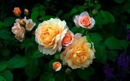 Roses - rose, flower, orange, garden