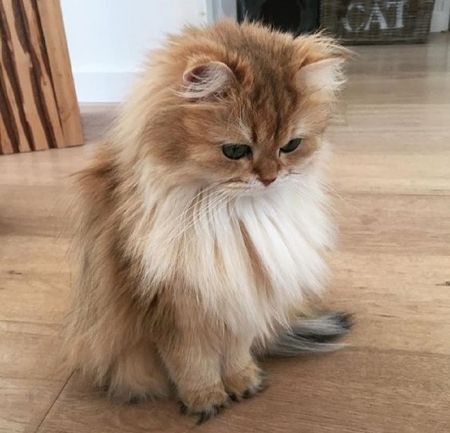 beautiful longhair cat