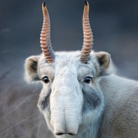 Saiga Antelope