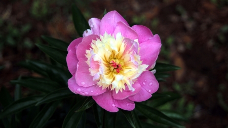 Peony - peony, hong eun park, flower, bujor, pink