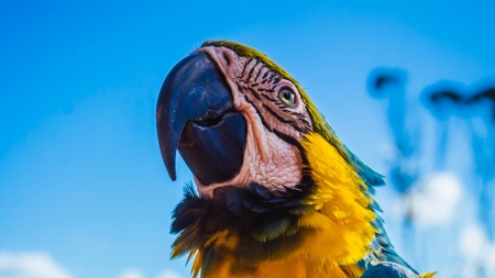 Macaw - sky, vara, papagal, summer, pasare, bird, face, parrot, blue, macaw