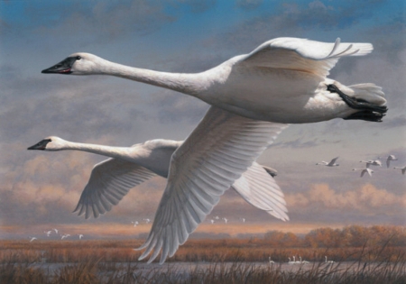 Flying Swans - bird, white, swan, flight