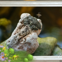 FROG AND BEE