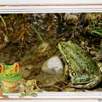 FROG IN A POND