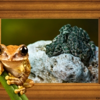 FROGS ON A ROCK