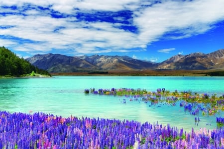 Lake Tekapo with lupin flowers - New Zealand, Lake, Flowers, Meadow