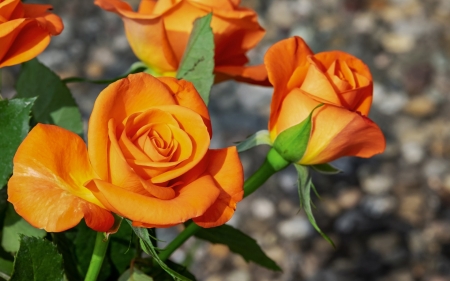 Roses - orange, green, rose, flower